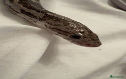 Corn Snake reptiles for sale: Anertherystic Corn Snake - Image 2