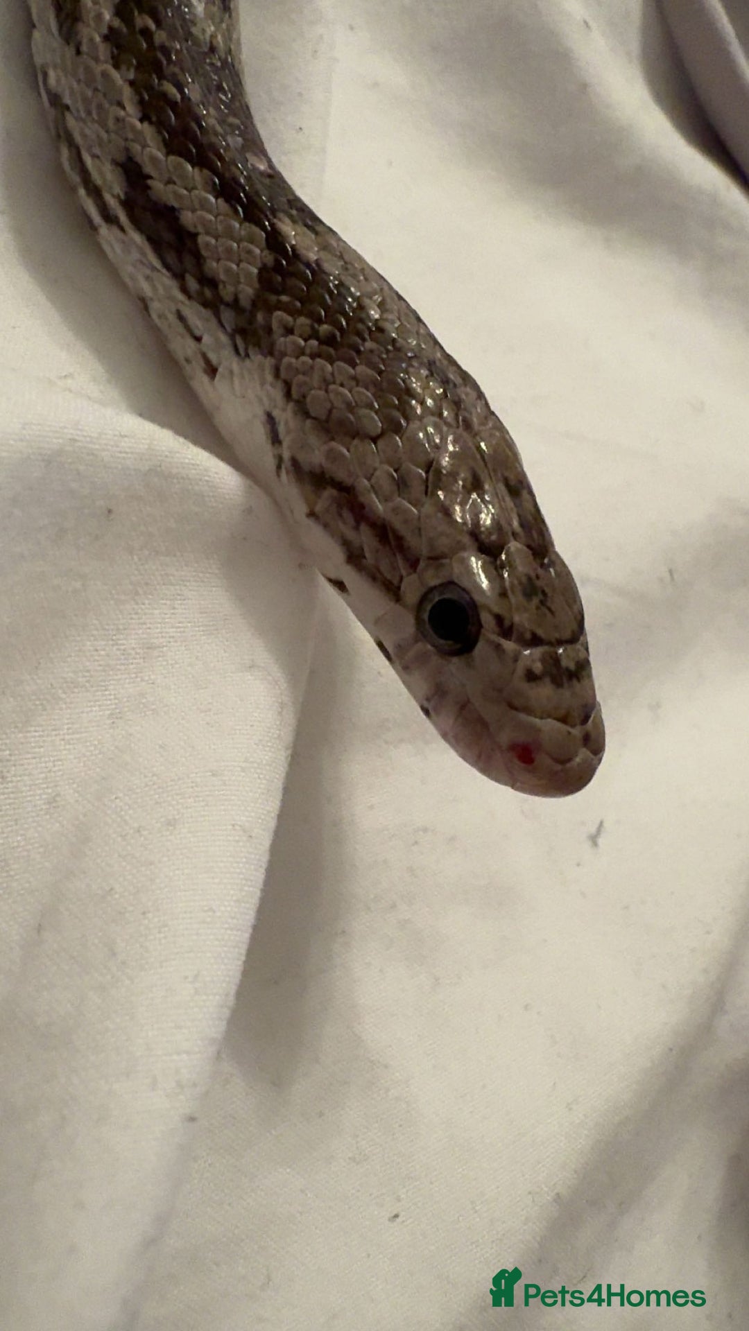 Corn Snake reptiles for sale: Anertherystic Corn Snake - Image 2