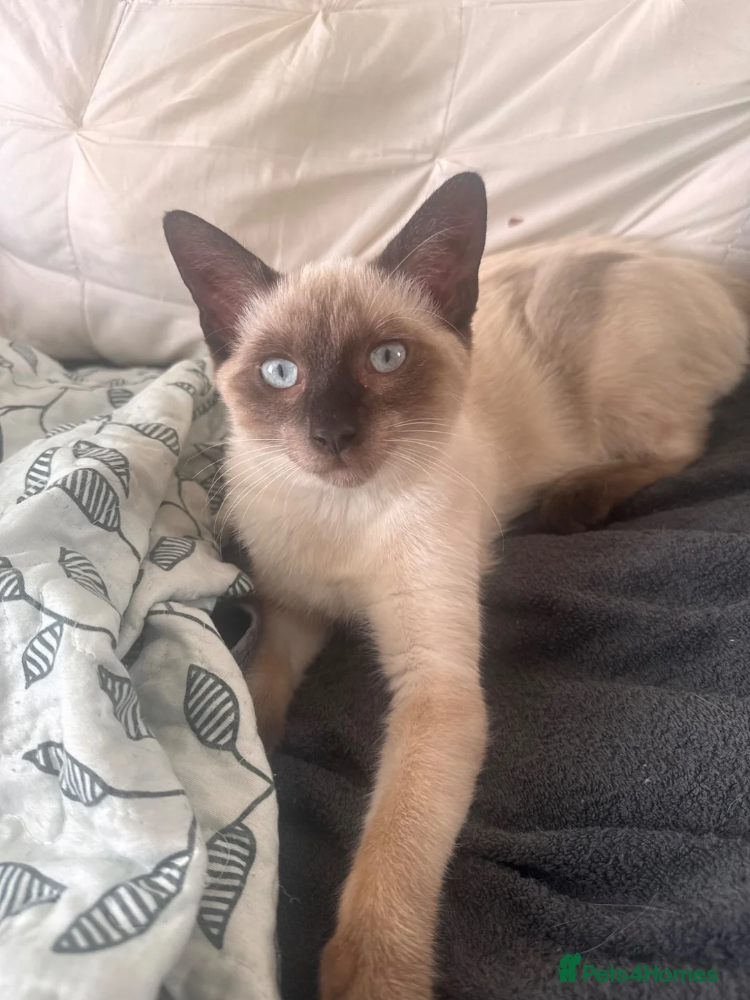 Mixed Breed cats for sale: Rescued cats and kittens - Advert 1