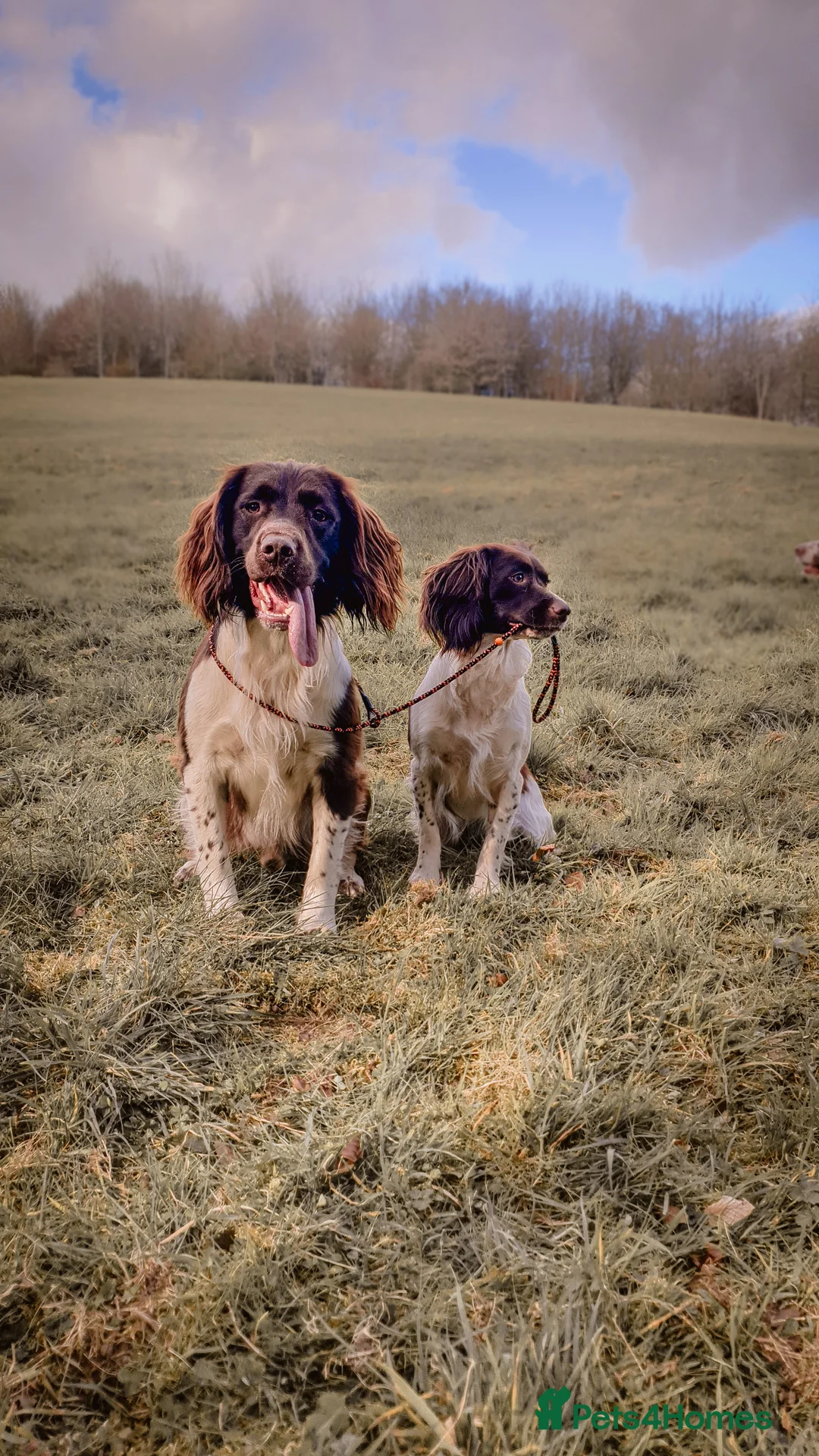 English Springer Spaniel dogs for stud: English Springer Spaniel Stud  in Derby - Advert 15