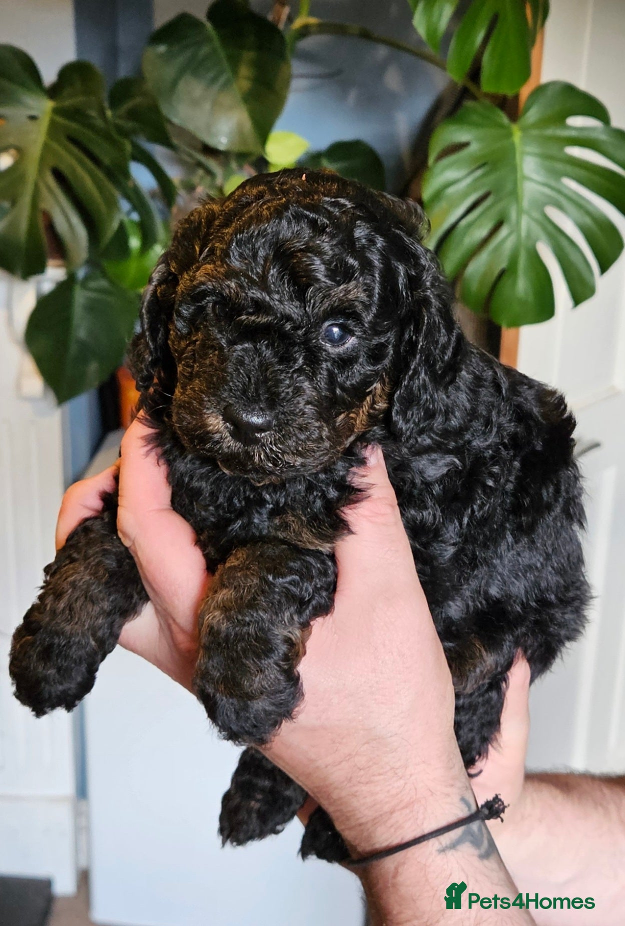 Cavapoo dogs 3 cavapoo puppies  - Advert 5