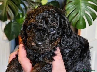 Cavapoo dogs 3 cavapoo puppies - Advert 5