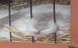 Mini Lop rabbits for sale: Beautiful seal mini lop for sale  - Image 2