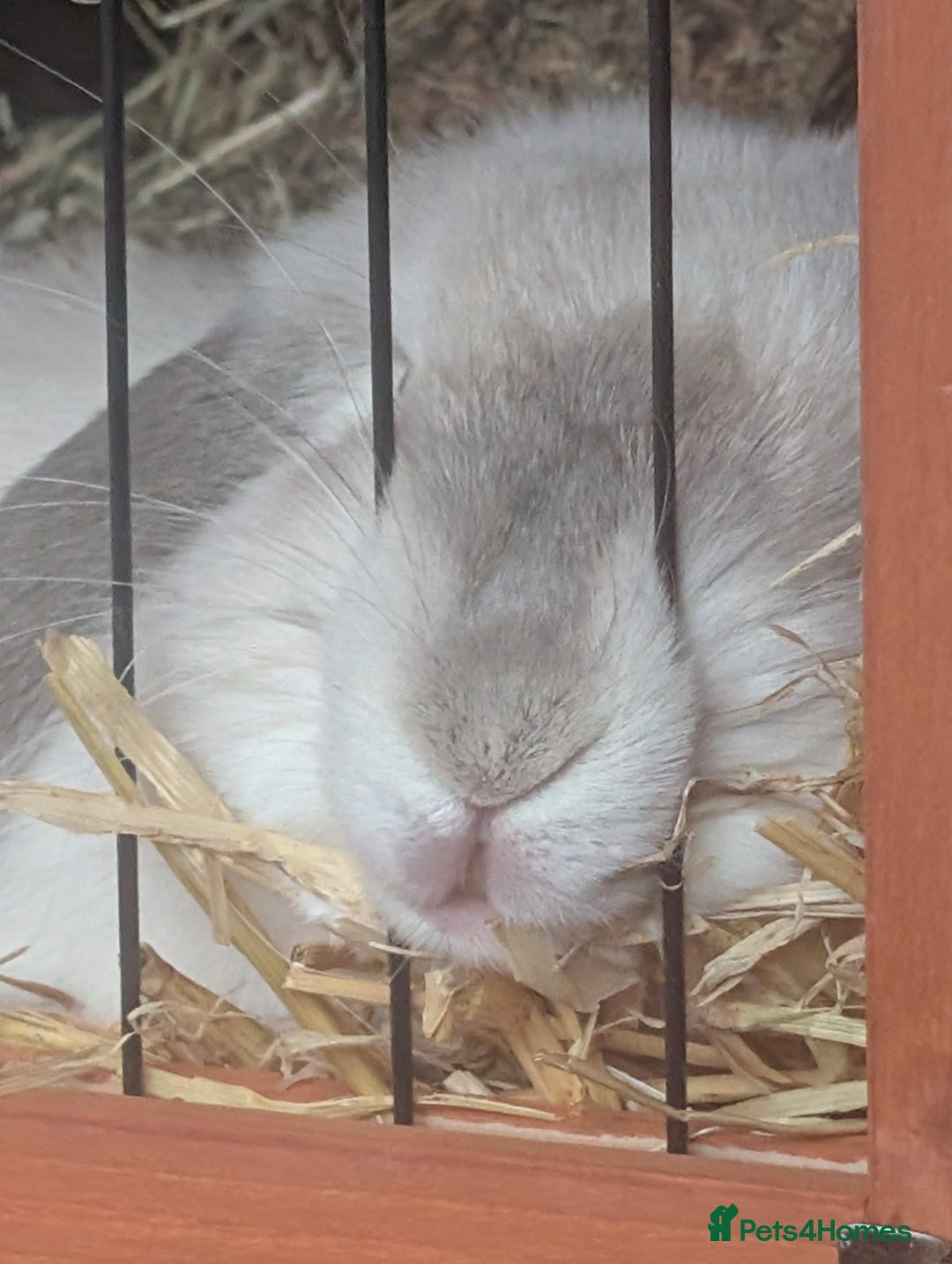 Mini Lop rabbits for sale: Beautiful seal mini lop for sale  - Image 2