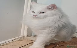 Maine Coon cats for sale: 3 gorgeous maincoon babies  - Image 3