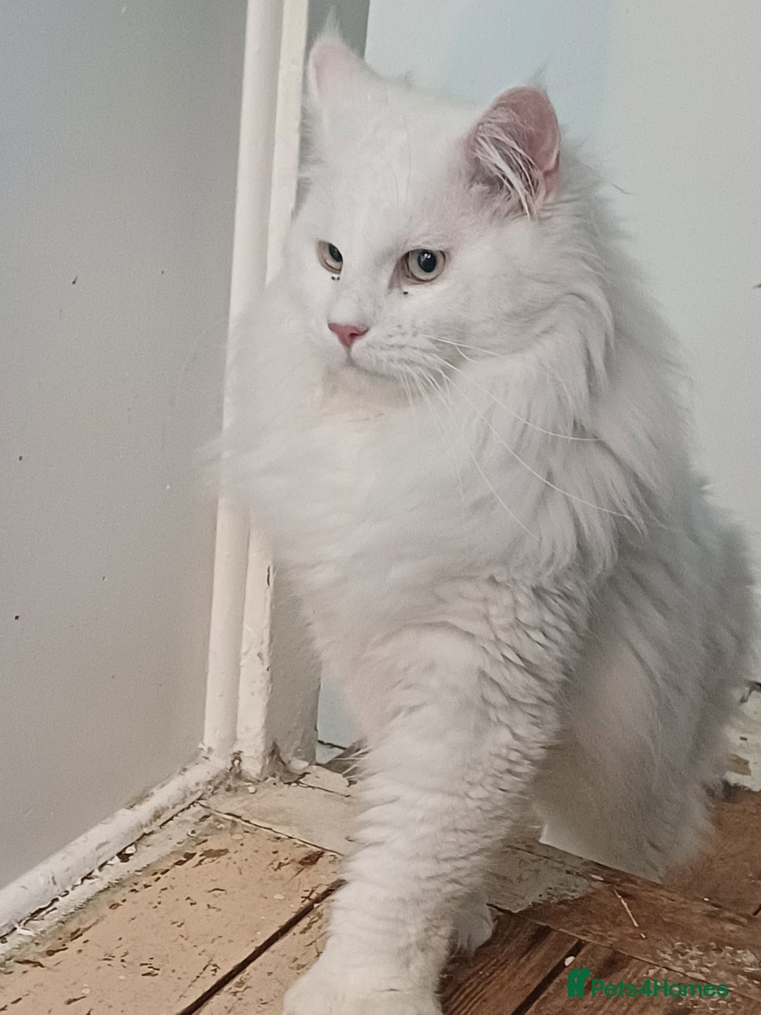 Maine Coon cats for sale: 3 gorgeous maincoon babies  - Image 3