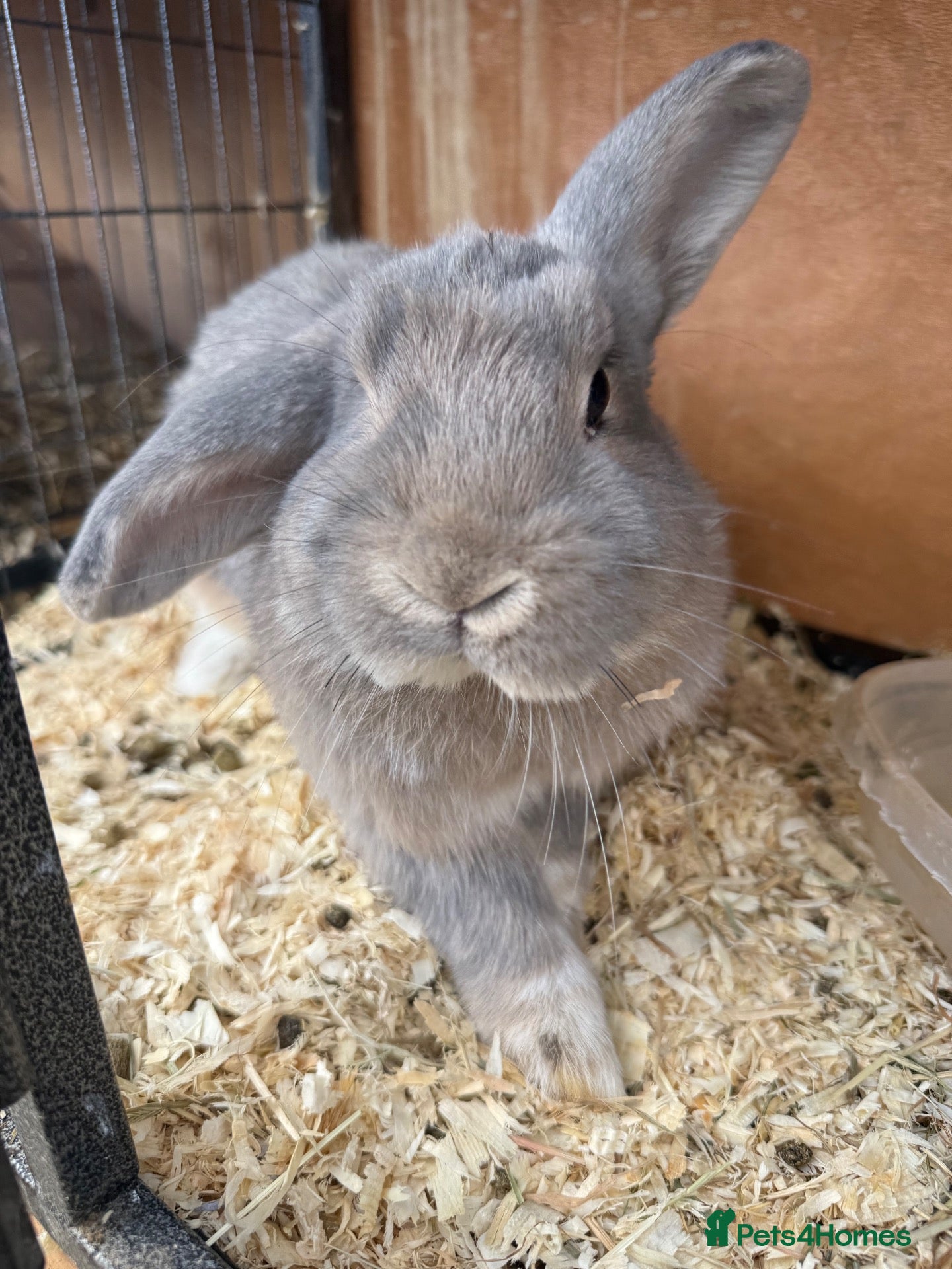 Mixed Breed rabbits Various rabbits for sale  - Advert 2