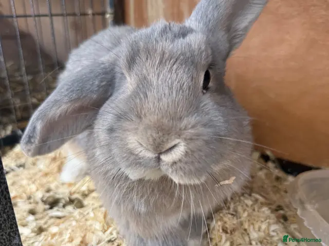 Mixed Breed rabbits Various rabbits for sale - Advert 2