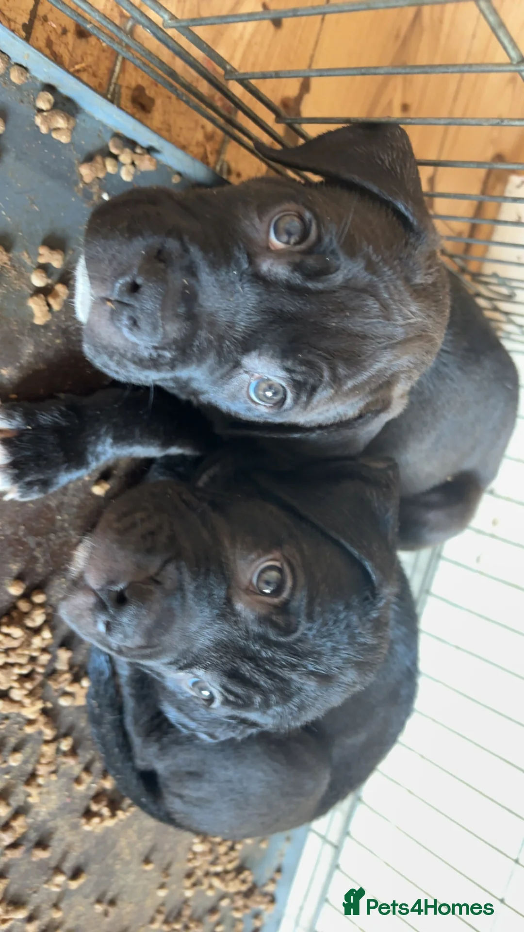 Cane Corso dogs for sale: Cane corso cross  - Advert 2