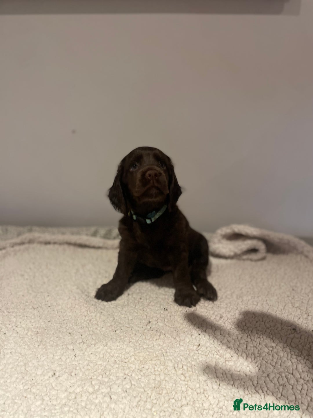 Cocker Spaniel dogs for sale: Working Cocker Spaniels  - Image 2