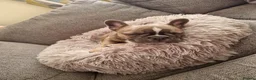 French Bulldog dogs for sale: Urgent Furever Home Needed.  - Advert 20