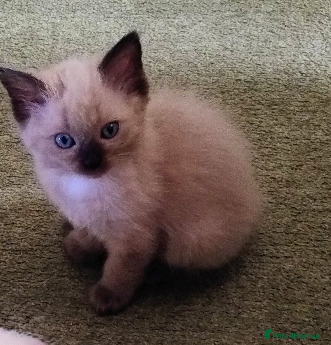 Ragdoll cats Pure bred Ragdolls need loving homes - Advert 2