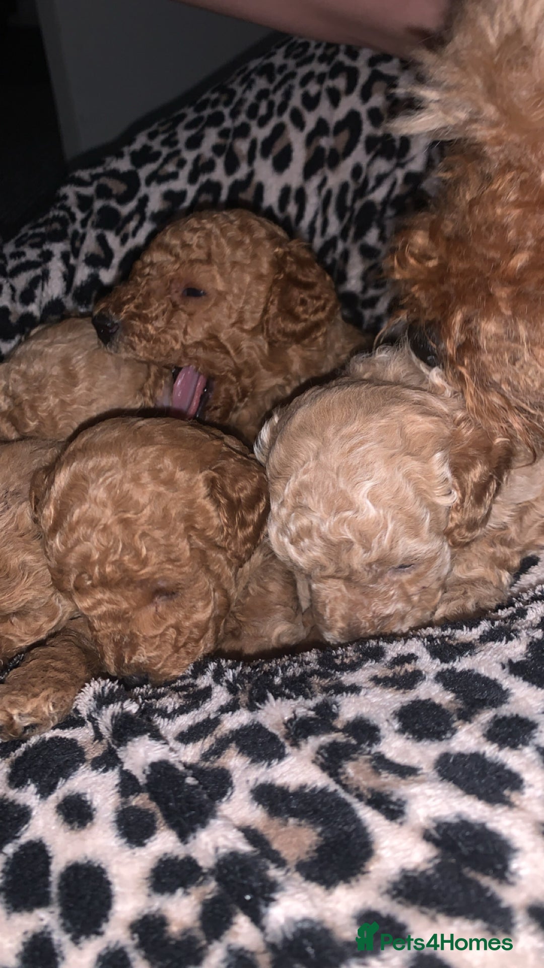 Toy Poodle dogs for sale: Toy poodle puppies for sale  - Image 3