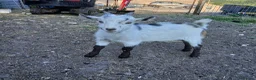 Goats livestock for sale: Male & Female Pygmy goats 16 weeks - Advert 1