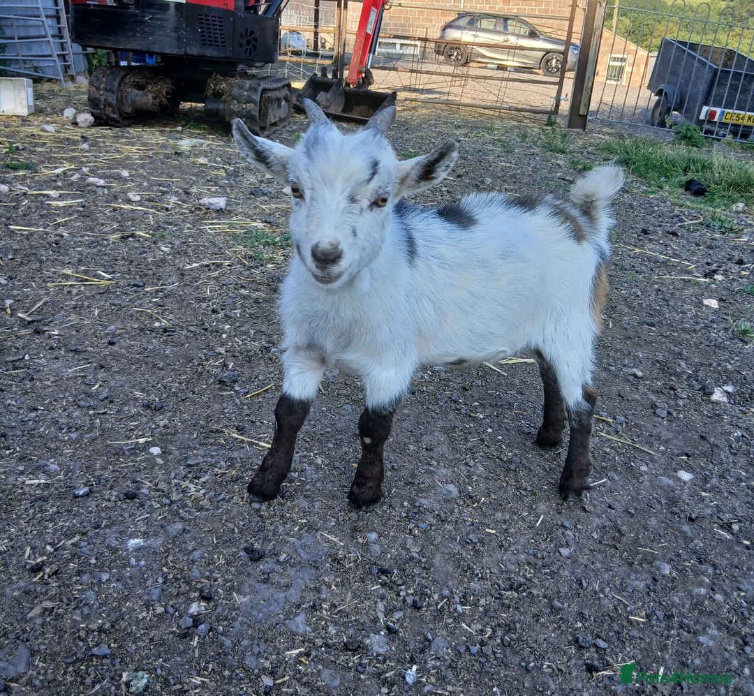 Goats livestock for sale: Male & Female Pygmy goats 16 weeks - Advert 1