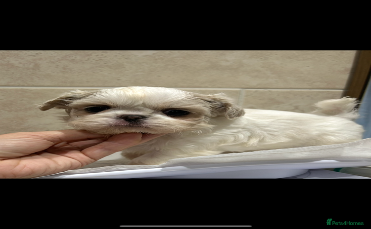 Shih Tzu dogs - Advert 1