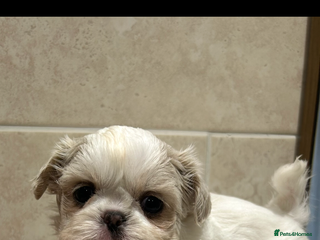 Shih Tzu dogs - Advert 20