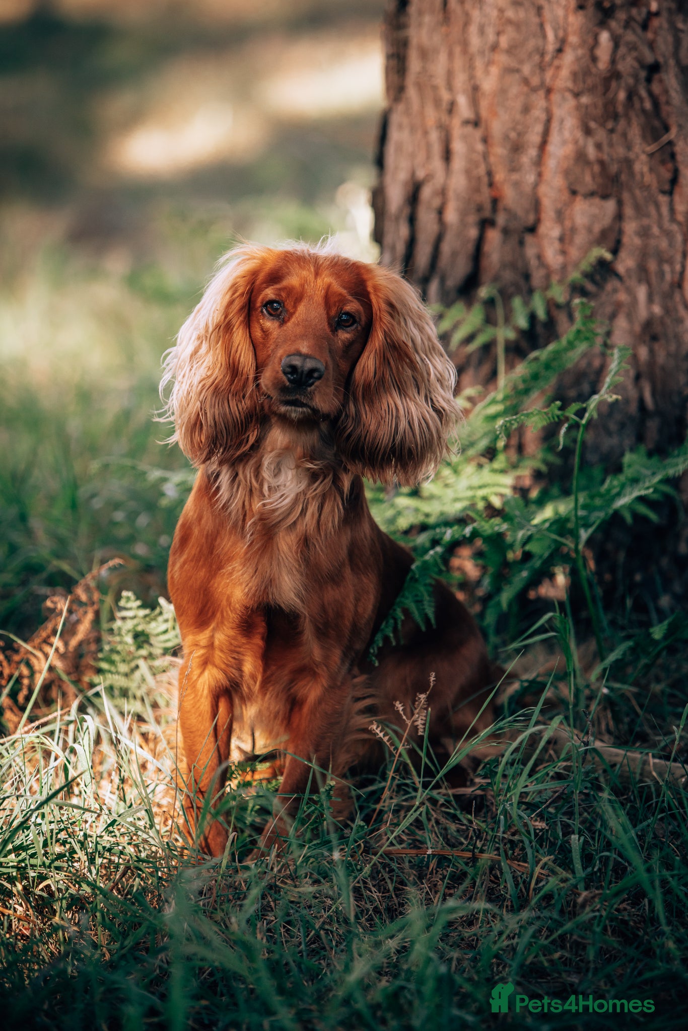 Cocker Spaniel dogs For Stud - Camsiscan Solaris Samurai  - Advert 19