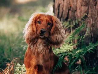 Cocker Spaniel dogs For Stud - Camsiscan Solaris Samurai - Advert 4