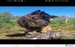 German Shepherd dogs for sale: German Shepherd  - Image 12