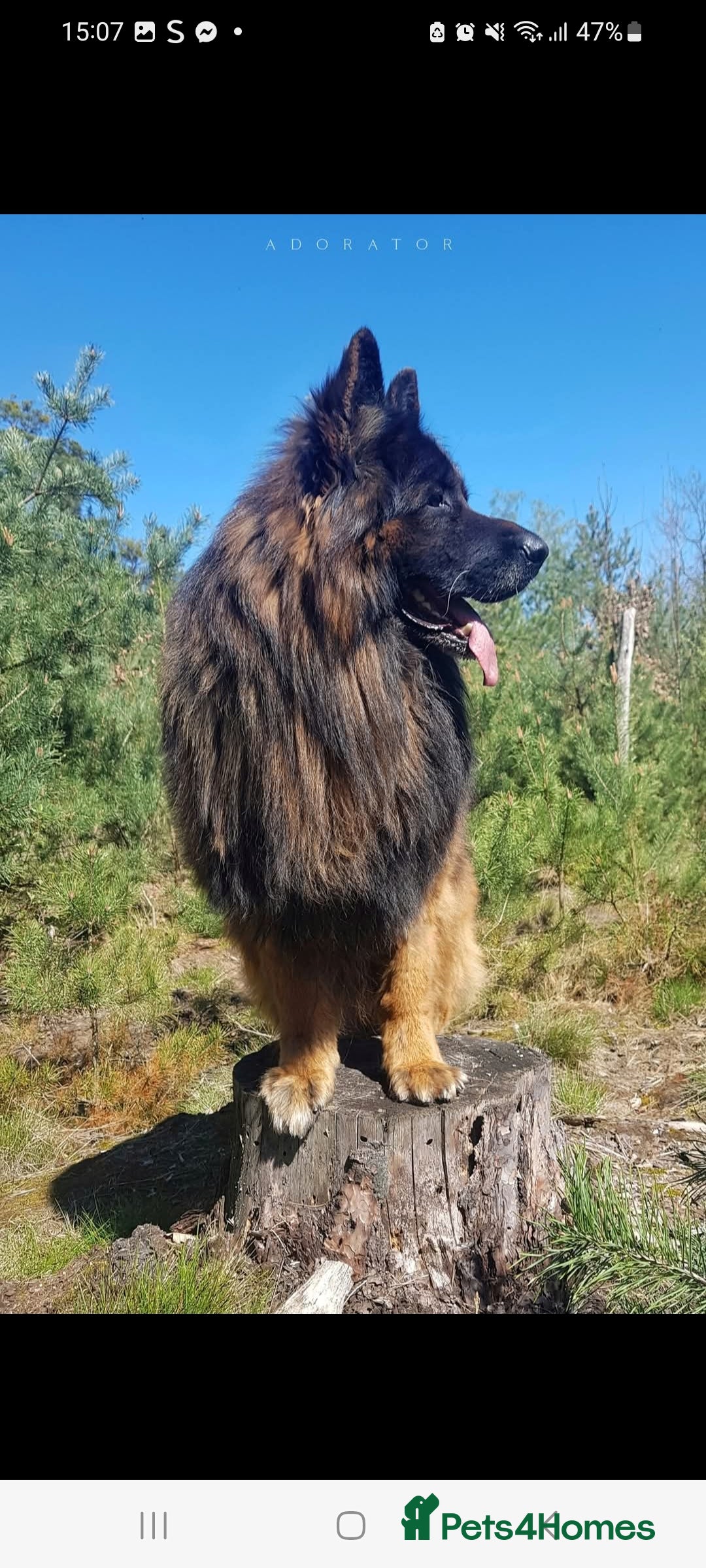 German Shepherd dogs for sale: German Shepherd  - Image 12