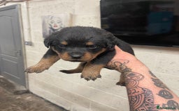 Rottweiler dogs for sale: Rottweiler/rotty puppies - Image 16