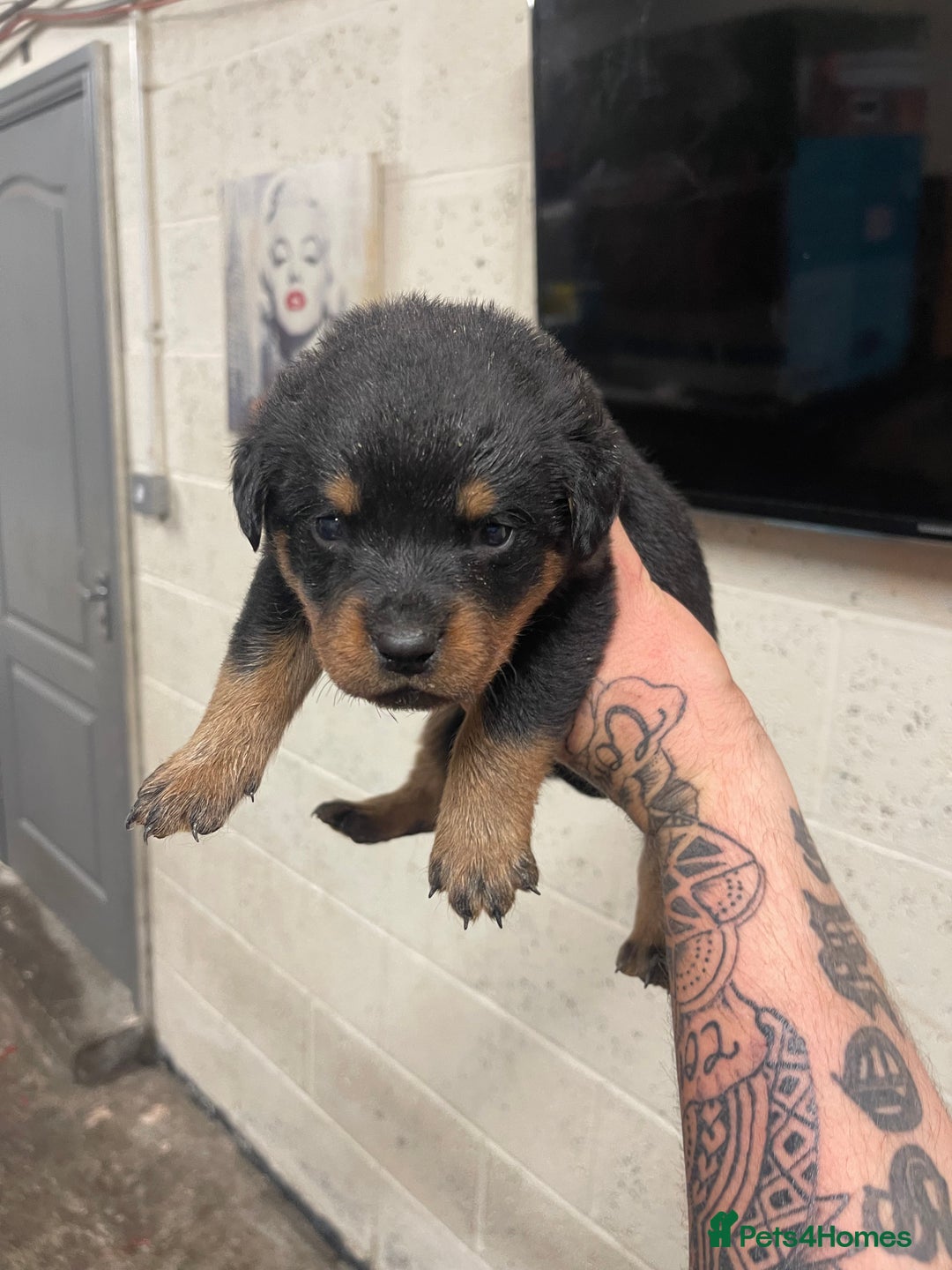 Rottweiler dogs for sale: Rottweiler/rotty puppies - Image 16