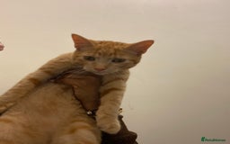 American Shorthair cats for sale: Cats and kitten for sale - Image 2