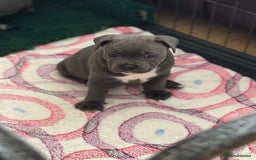 Staffordshire Bull Terrier dogs for sale: Amazing blue Staffordshire bull terrier puppies  in Stoke-on-Trent - Image 19