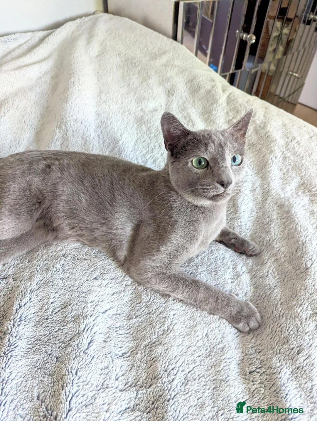 Russian Blue cats for sale: Rehoming Pasha - Advert 2