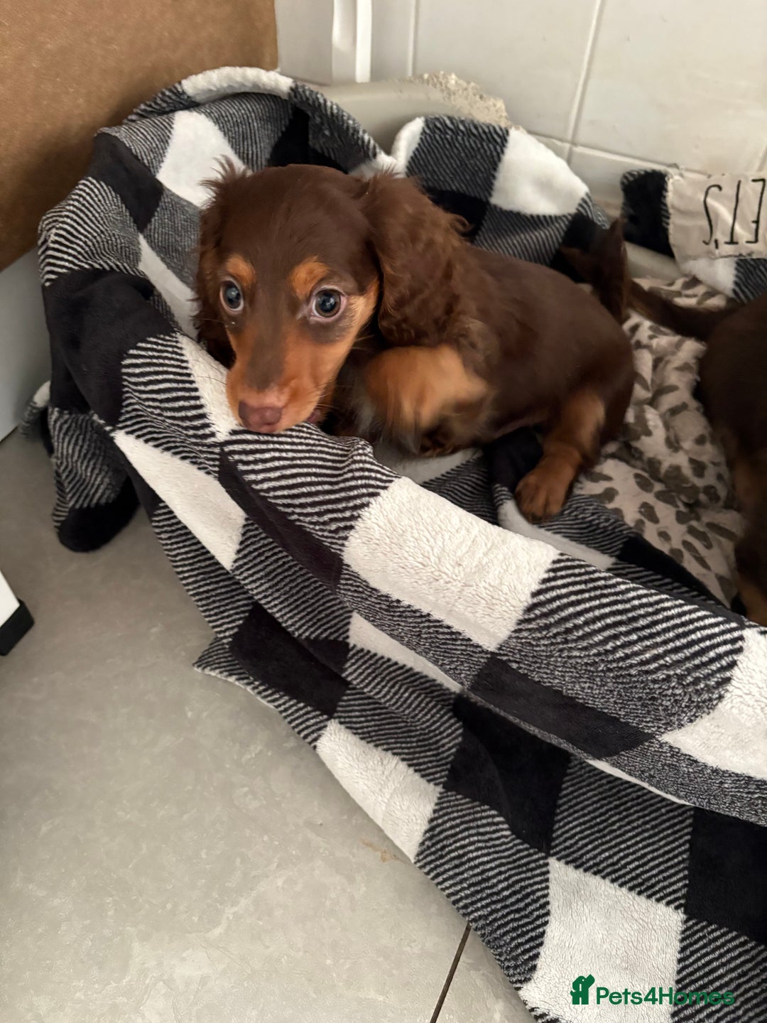Miniature Dachshund dogs for sale: Last little long haired chocolate boy pup - Advert 17