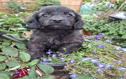 Mixed Breed dogs for sale: Daxiepoo puppies -miniature dachshund x toy poodle - Image 8