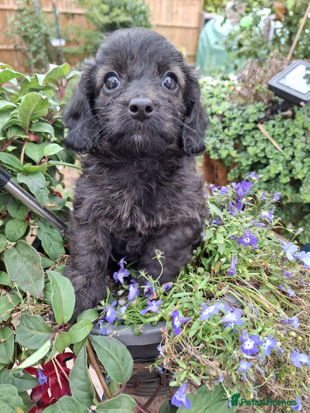 Mixed Breed dogs for sale: Daxiepoo puppies -miniature dachshund x toy poodle - Image 8