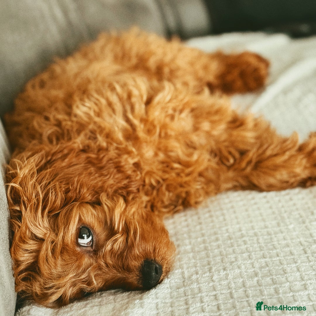 Cavapoo dogs for sale: Cavapoo for sale  - Advert 5