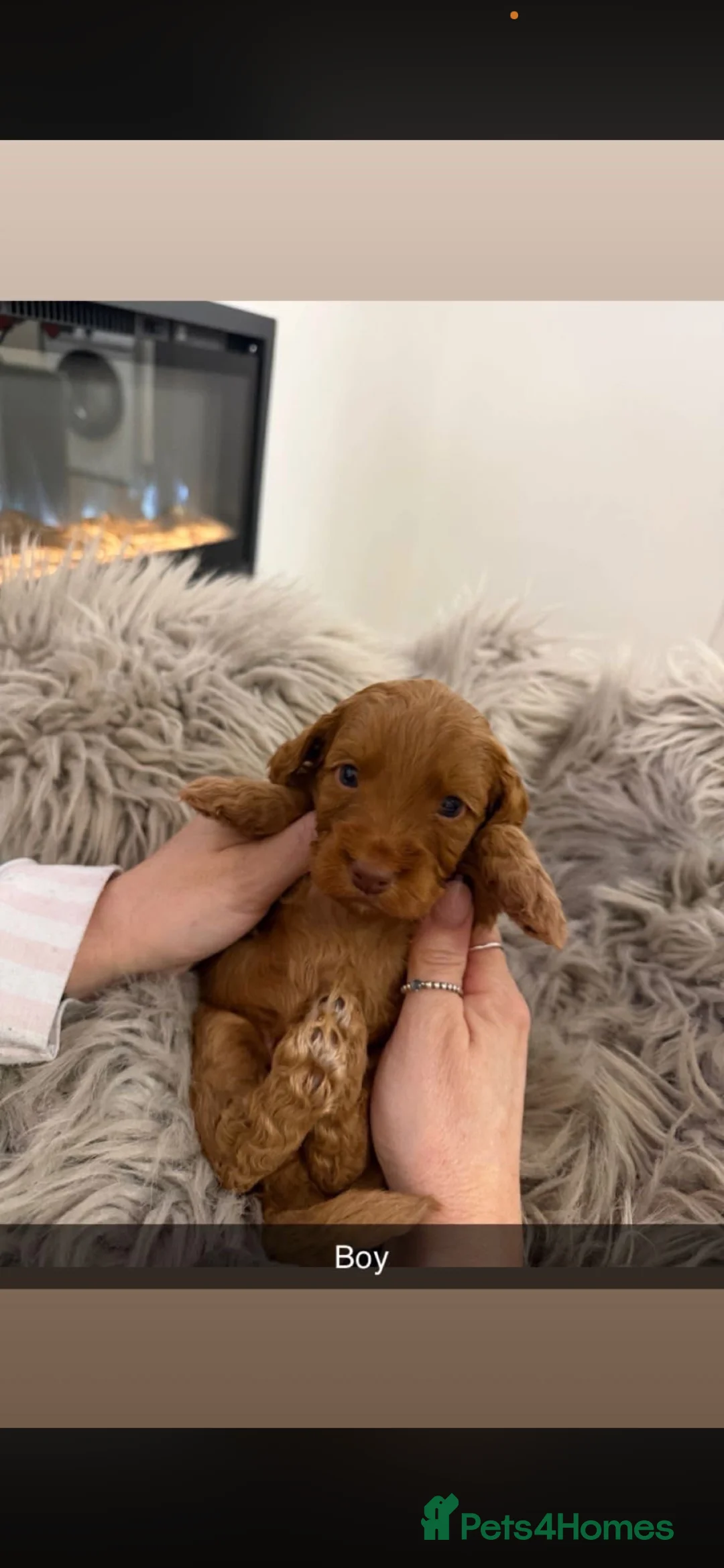 Cockapoo dogs for sale: Stunning Cockapoo puppies - Advert 2