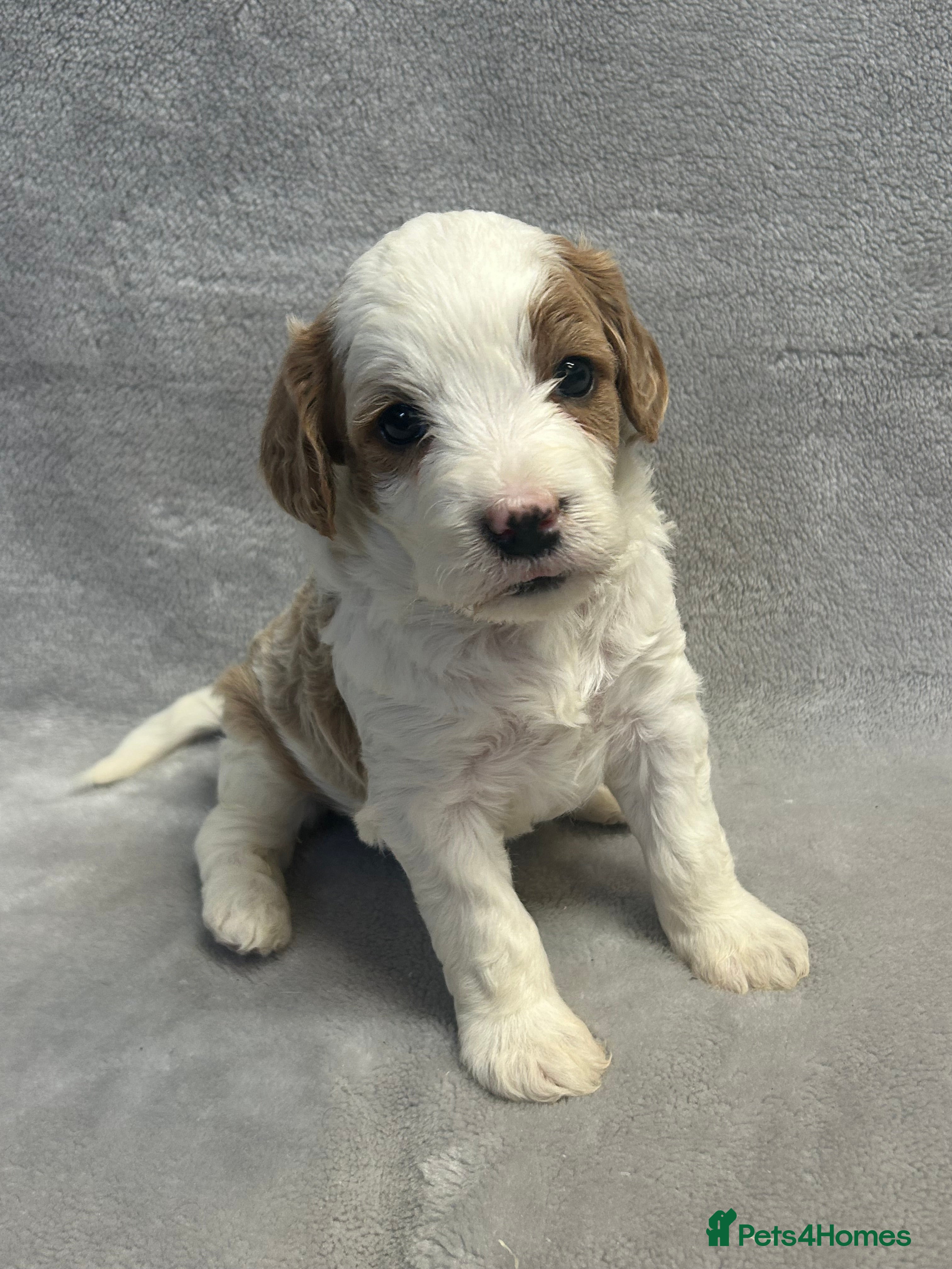 Cavapoochon dogs Gorgeous male red & white Cavapoochon 🐶 - Advert 5