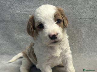 Cavapoochon dogs Gorgeous male red & white Cavapoochon 🐶 - Advert 5