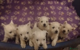 West Highland Terrier dogs for sale: Gorgeous KC registered Westie pups - Image 4