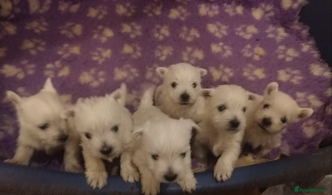 West Highland Terrier dogs for sale: Gorgeous KC registered Westie pups - Image 4