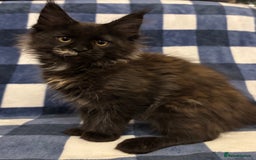 Maine Coon cats for sale: Beautiful Maine Coon Kitten - Champion Lines - Image 32