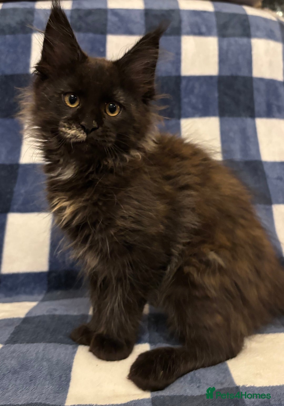 Maine Coon cats for sale: Beautiful Maine Coon Kitten - Champion Lines - Image 32