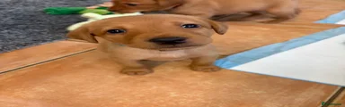 Labrador Retriever 2