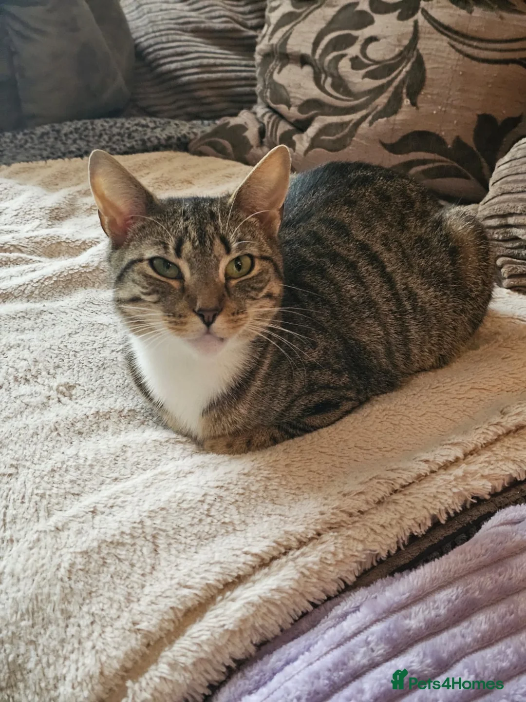 Mixed Breed cats for adoption: 2yr old Rescue Cat Needs ❤️Home she can heal in - Advert 2