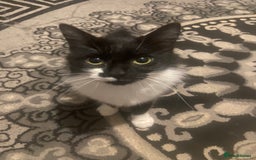 Domestic Shorthair cats for sale: domestic short hair cat - Image 7