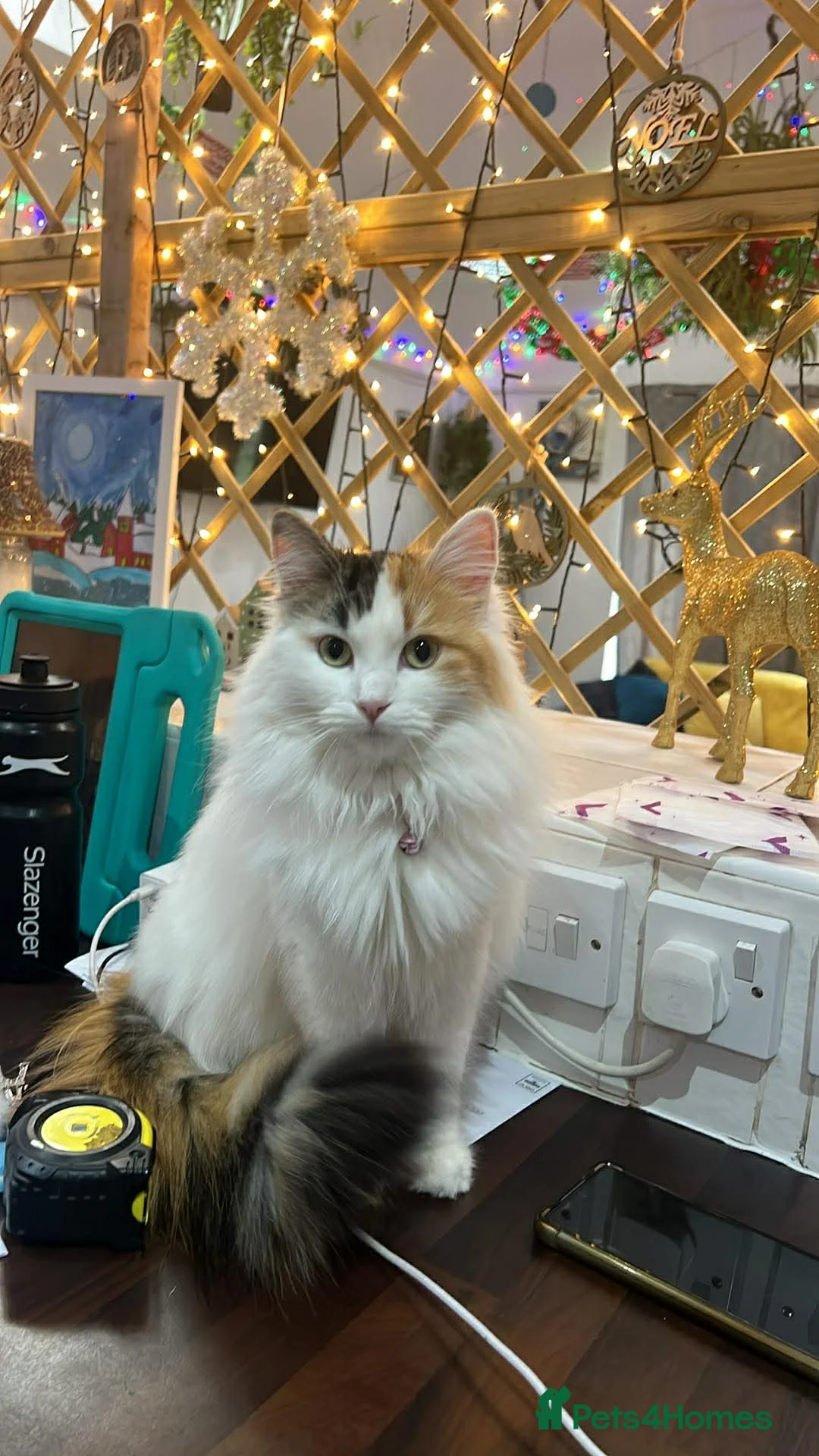 Mixed Breed cats for sale: long haired ginger and white 7 month old kitten  - Advert 2