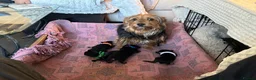 Chorkie dogs for sale: Mixed breed / Chorkie / small breed - Advert 3