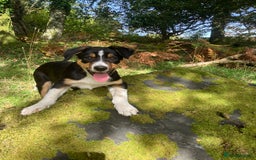 Border Collie dogs for sale: Tri colour short haired border collie puppies  - Image 5