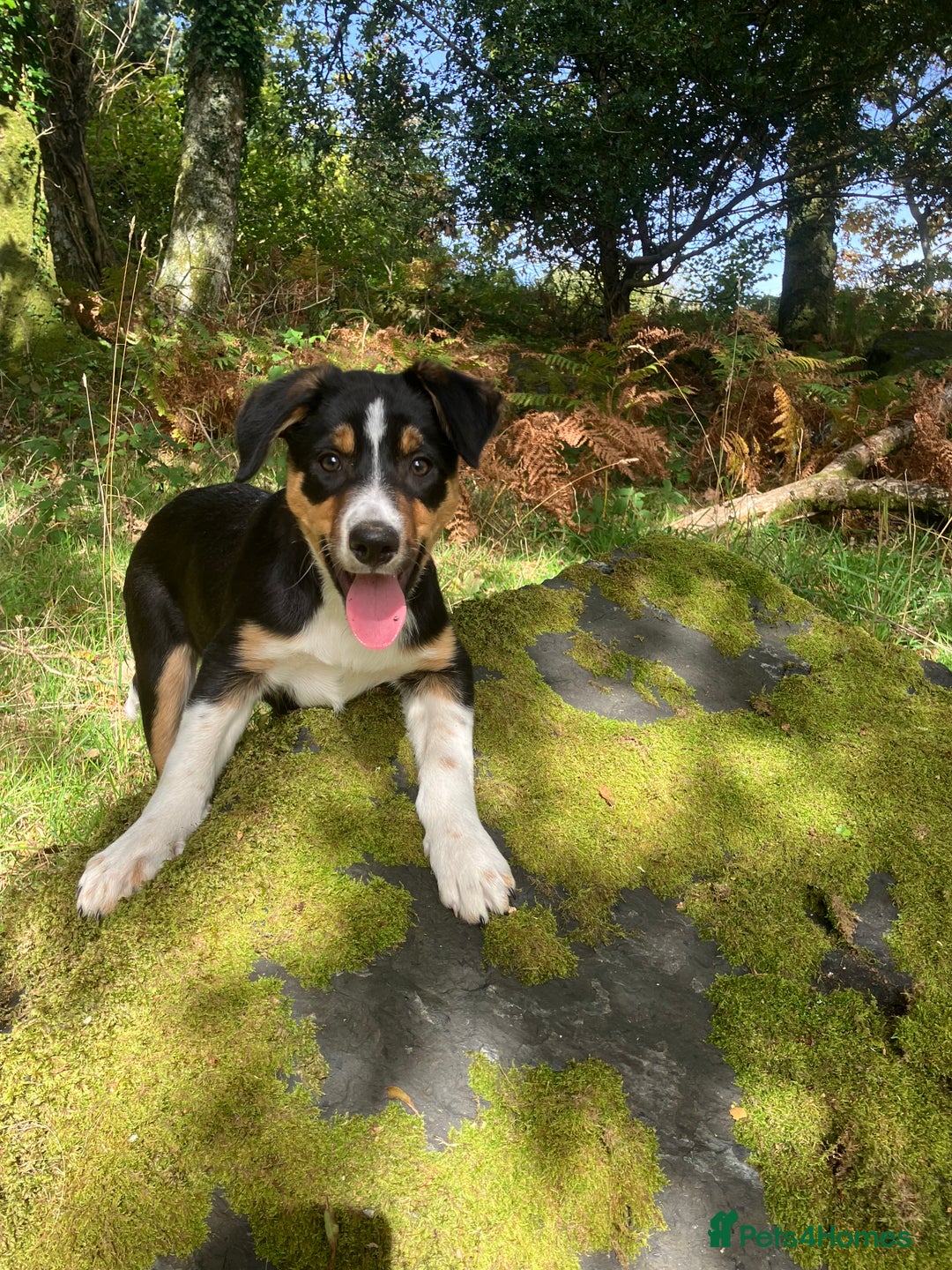 Border Collie dogs for sale: Tri colour short haired border collie puppies  - Image 5