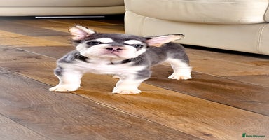 French Bulldog dogs - Advert 6