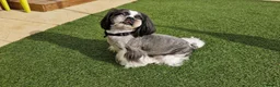 Shih Tzu dogs for stud: KC Registered Proven Shih Tzu Stud MAX - Advert 3